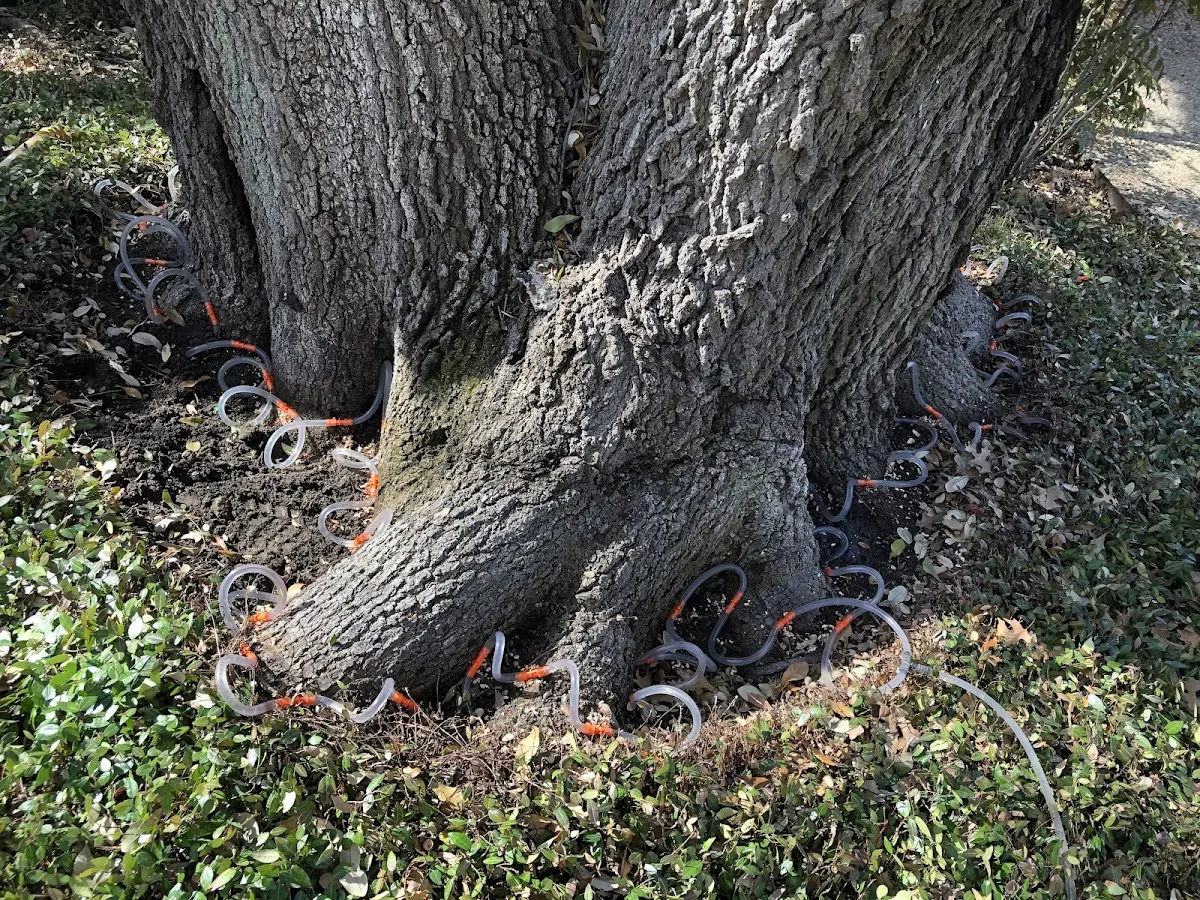 Detailed Tree Cabling and Bracing job site in Pickett