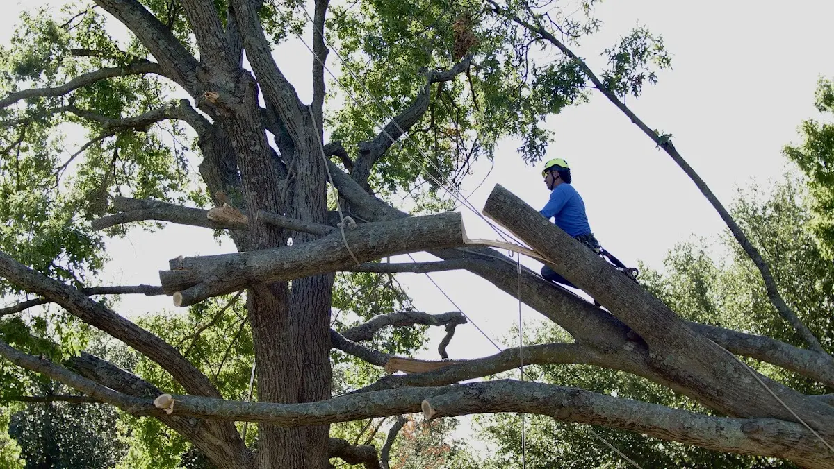 Professional Crown Thinning performed by certified arborists in Pickett